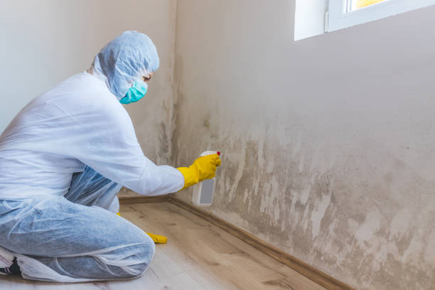 Mold inspector in Burnham performing thermal imaging