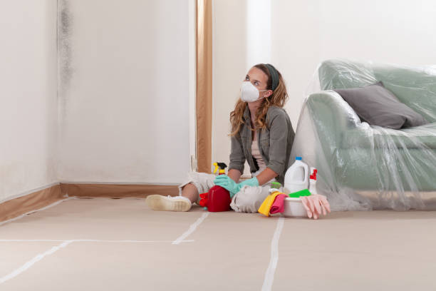 Mold Removal service in Burnham